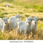 甜蜜蜜视频在线观看 3e5tq3qlgz