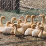 真实乱子伦露脸自拍 v2oba7u